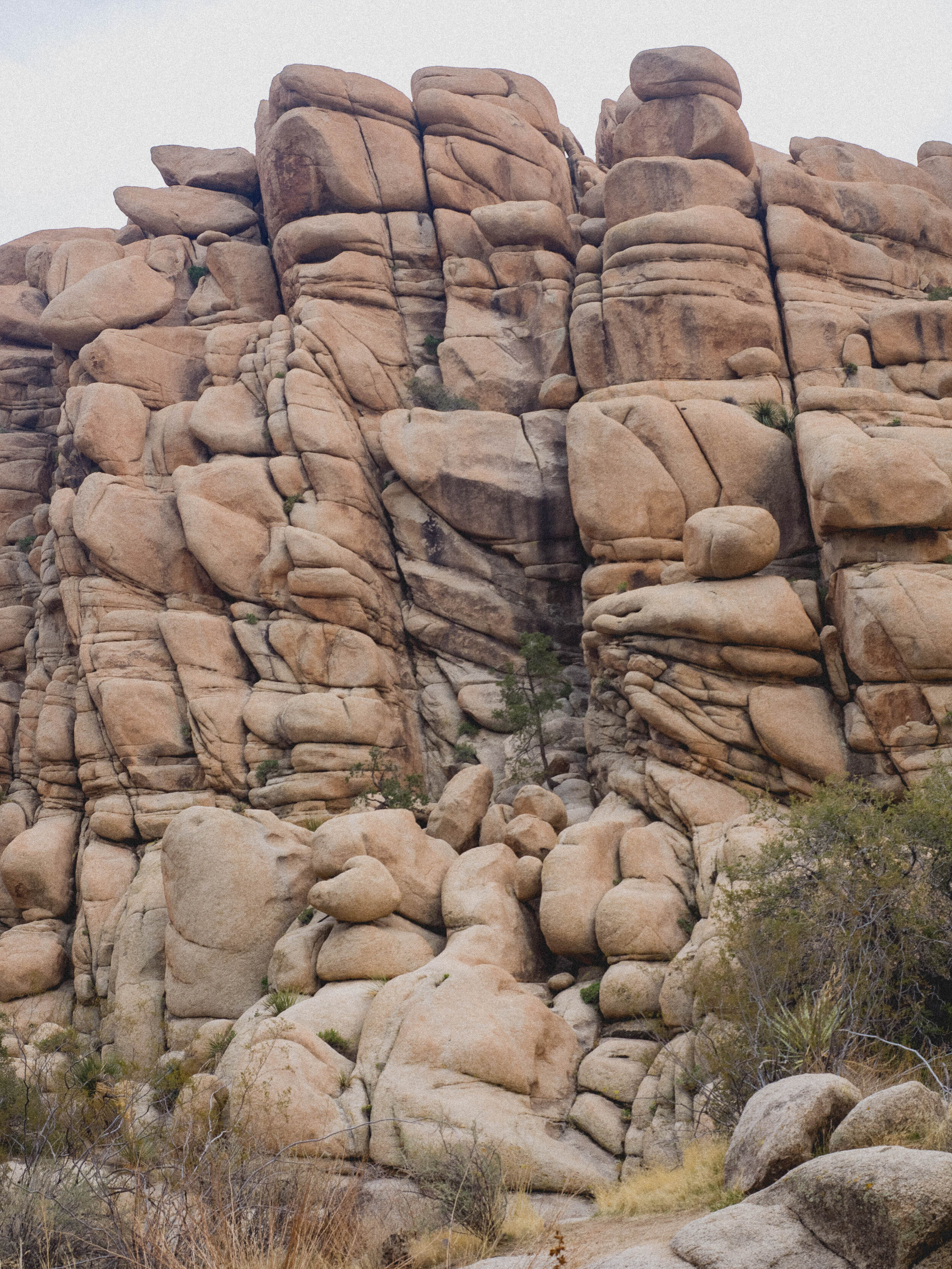 joshua tree national park.