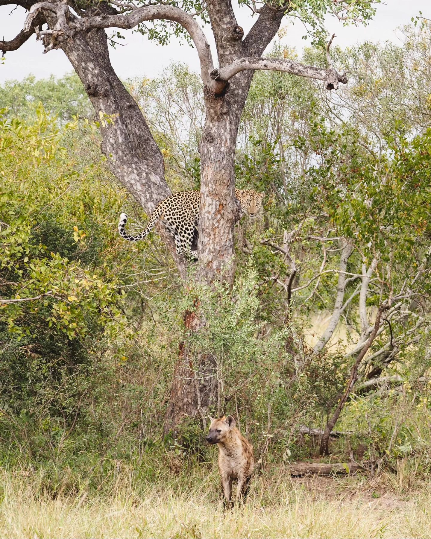 seeing spots! everytime we saw a leopard, we also saw hyenas. i love both so much, and getting to see a whole pack of hyenas one morning was definitely a highlight. #jennLAtravels