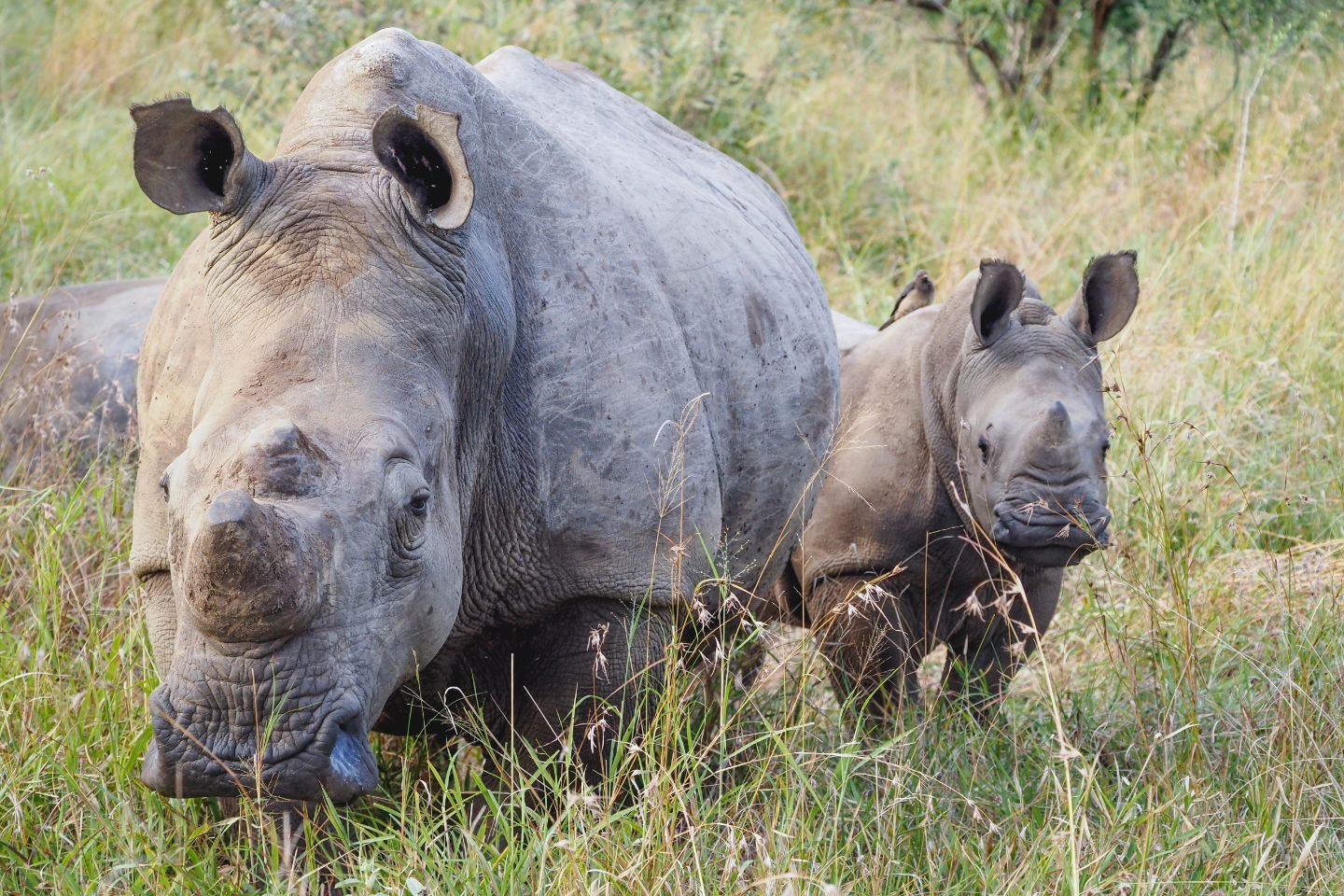 chonky grey things 🩶 bebe rhinos and hippos are cute, but don't underestimate a couple warthogs rolling in the mud either. #jennLAtravels