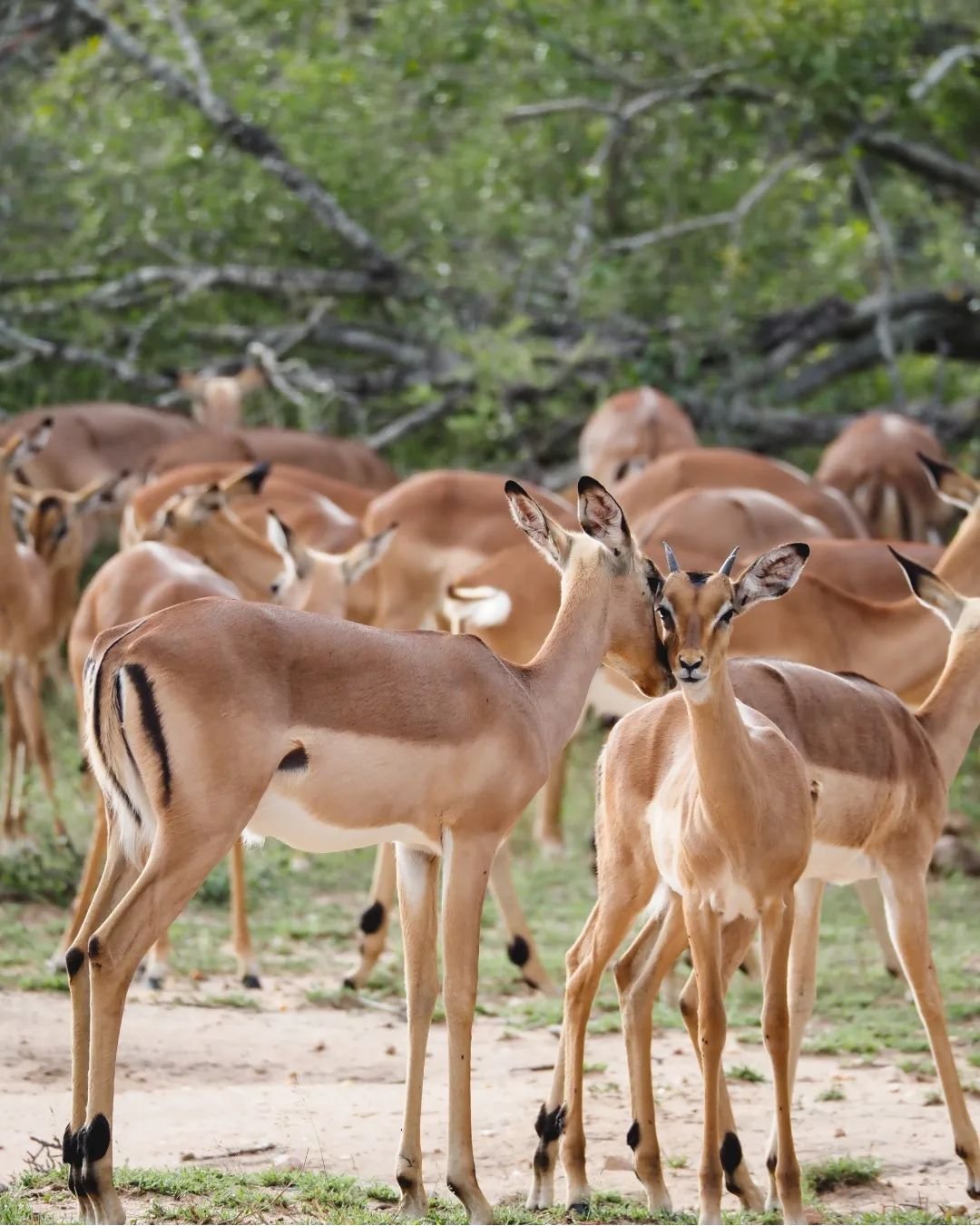 grazers everywhere, all with such different social structures. side note, impalas are quite tasty. #jennLAtravels