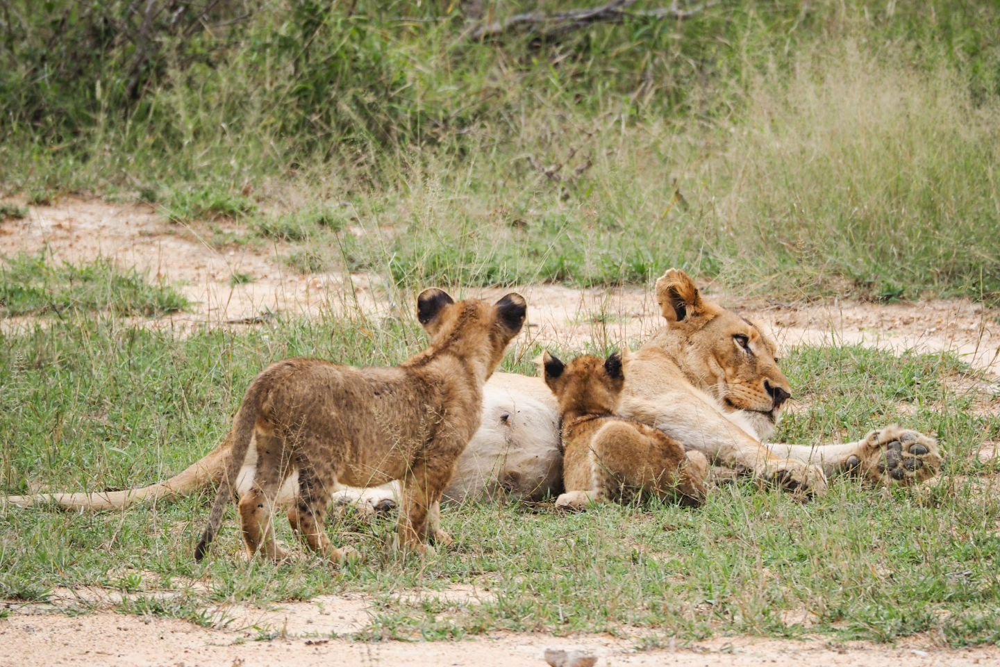 last safari post! we we so lucky to see this sleepy pride of lions on our final game drive.. and adorable bebes too. 😍

i remember the overwhelming desire to stay in this moment and in this place. it was such a a magical experience and i really didn