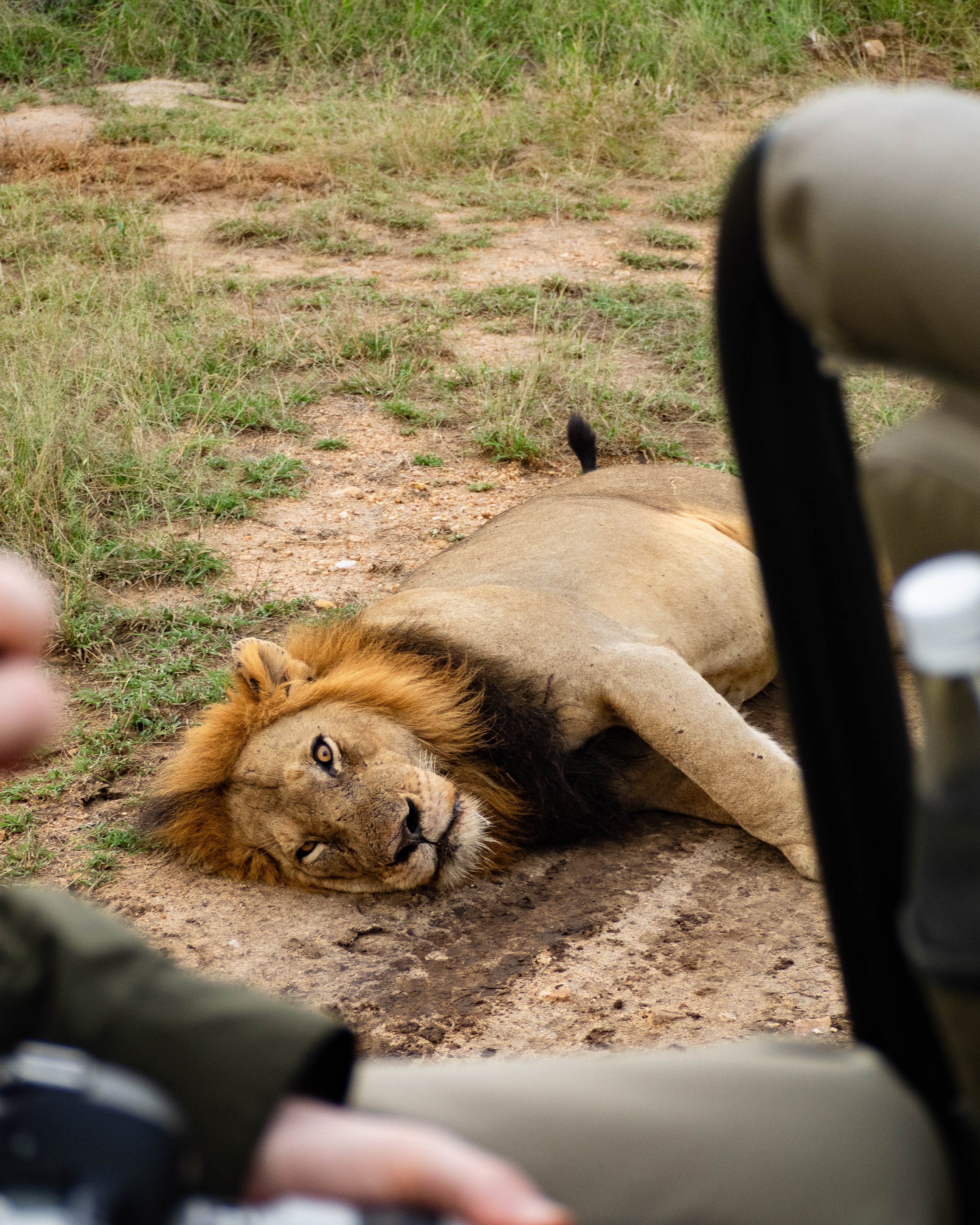 kruger-safari-105.jpg