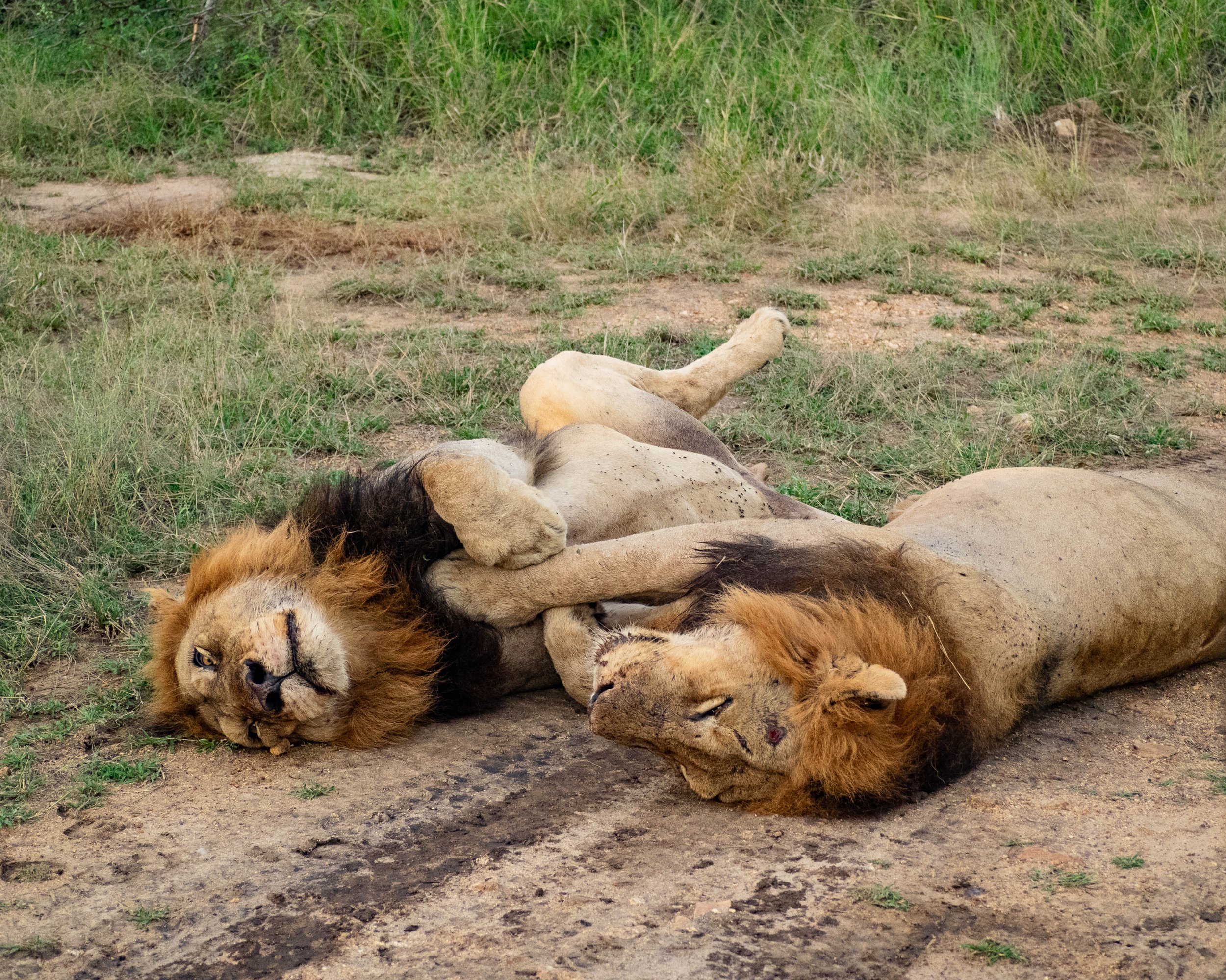 kruger-safari-106.jpg