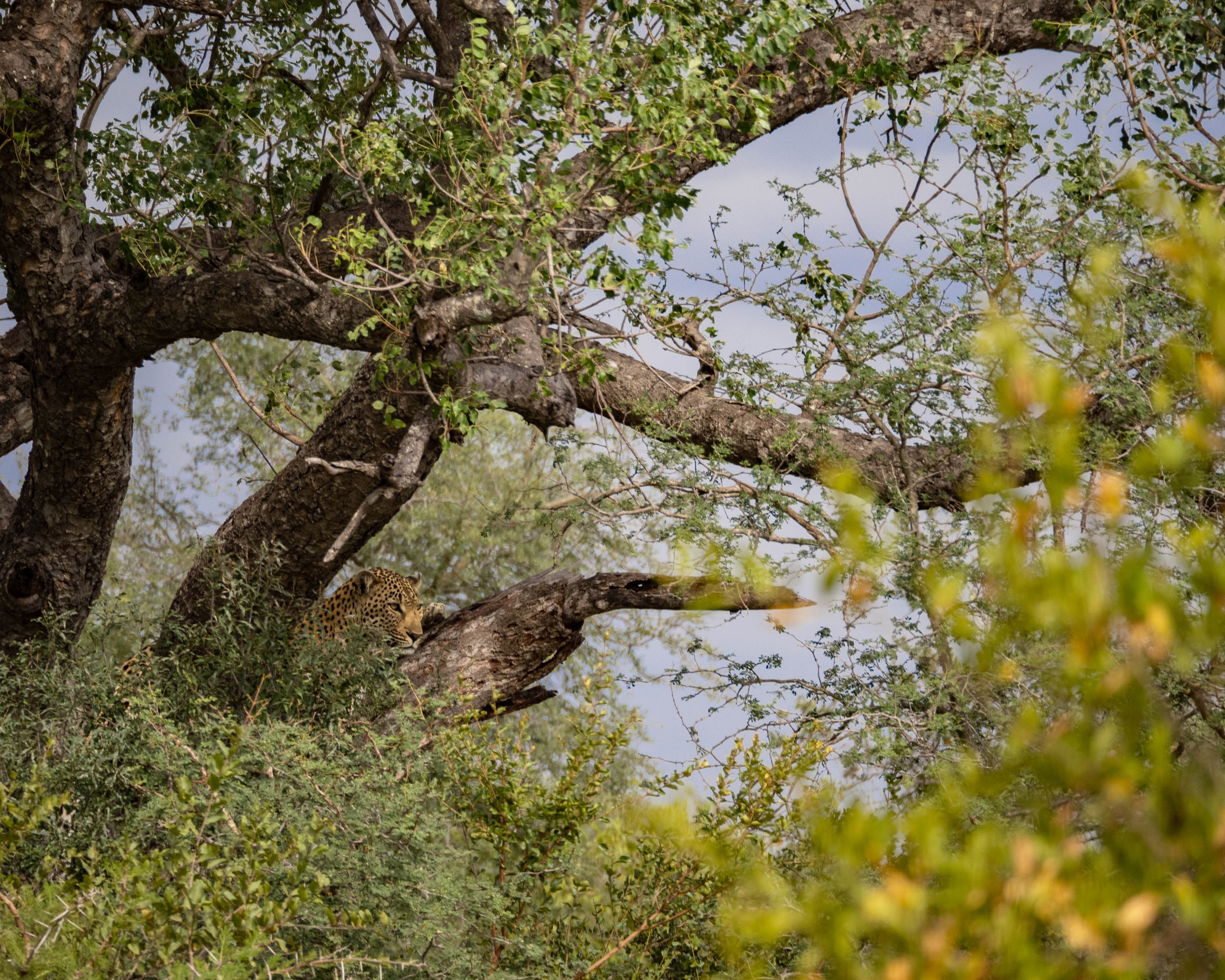 kruger-safari-186.jpg
