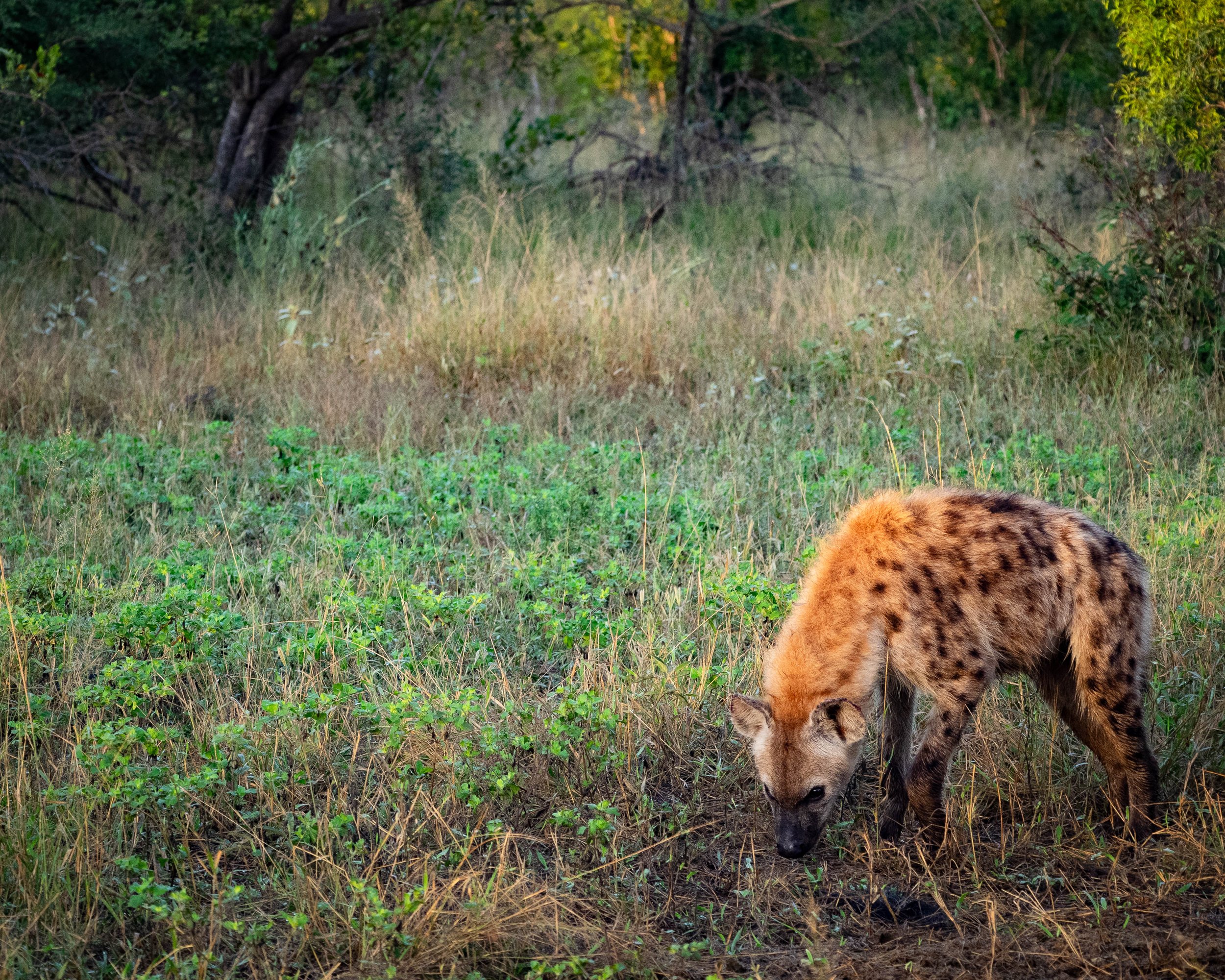 safari, greater kruger national park, south africa.