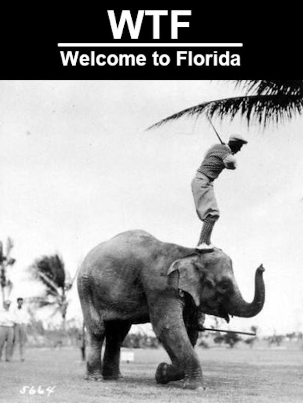 wtf_elephant_golf.png