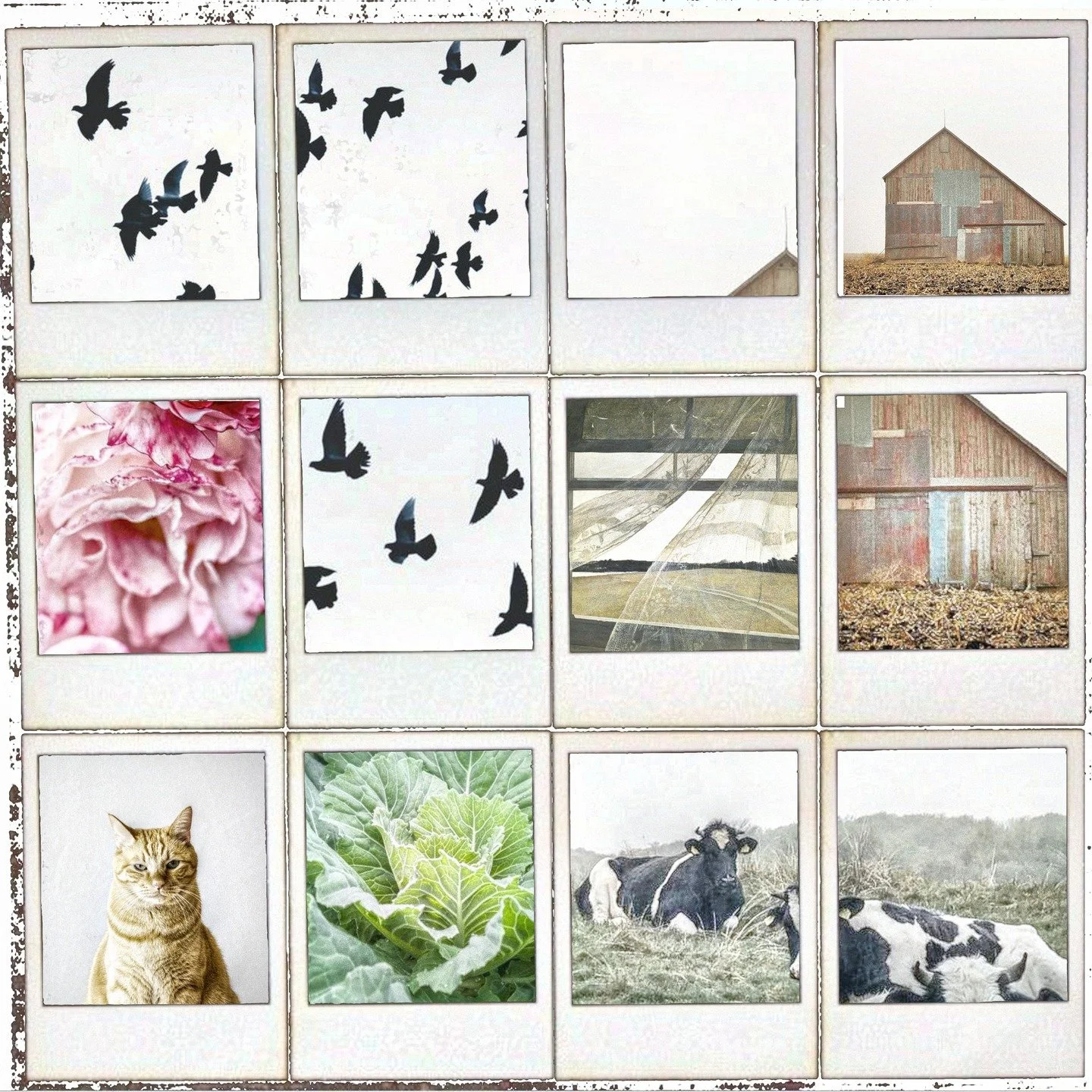 Februllage 2025 Day 18 Prompt Polaroid. Title is Memories of Mimi and Papa's.
#memories #collage #digitalcollage #februllage #februllage2025 #art
