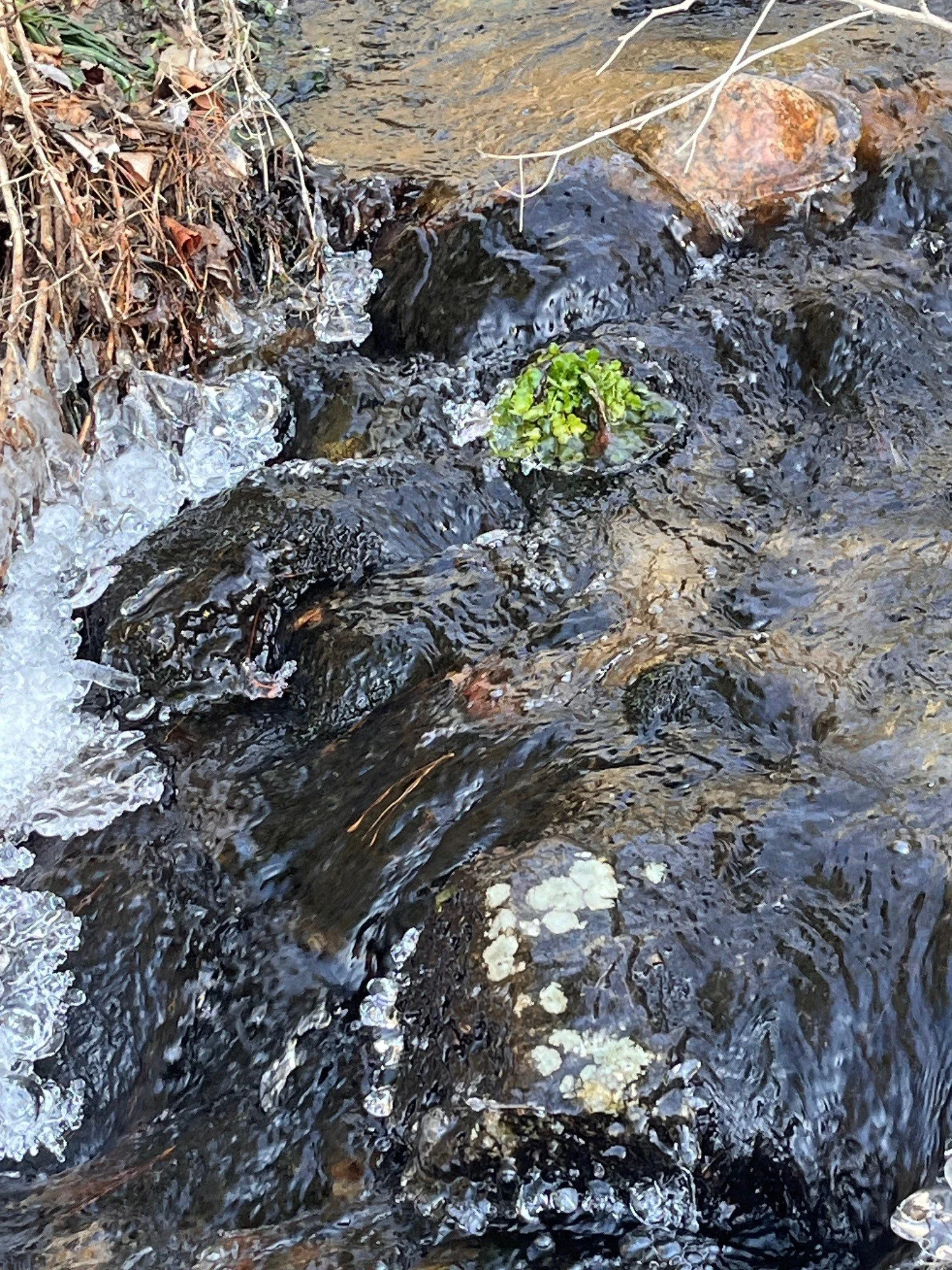 Chapter 5 Reflections on Mud Dialog — Ammonoosuc Conservation Trust