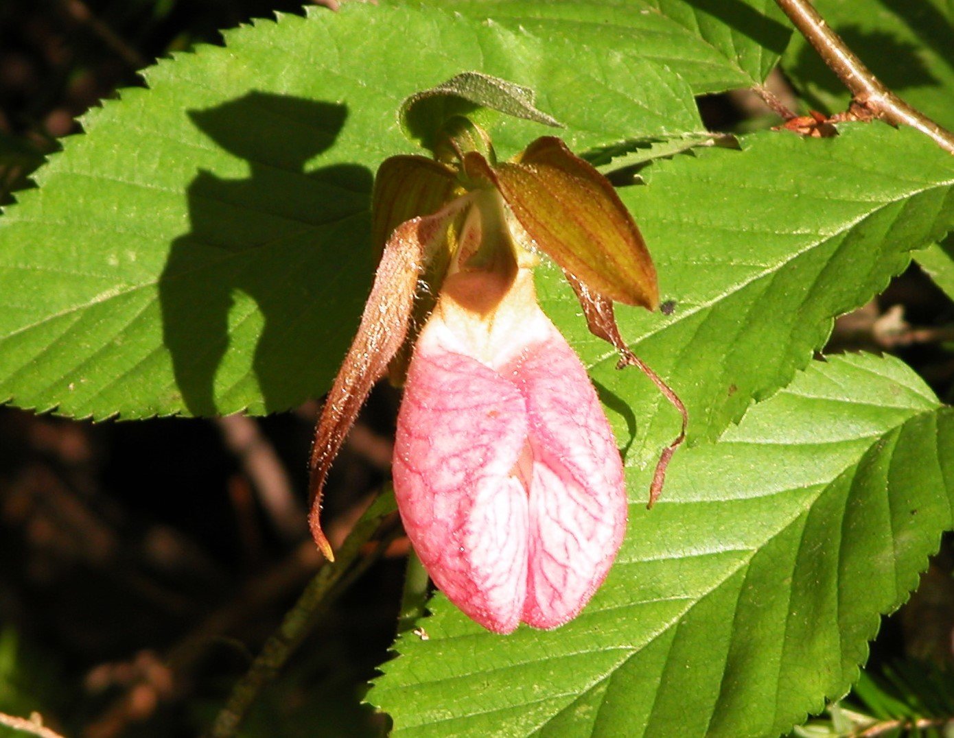Lady Slipper