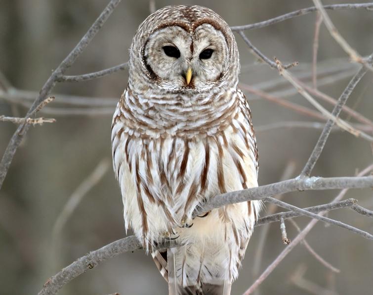 Barred owls are big and chunky.