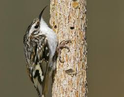 Brown creeper.