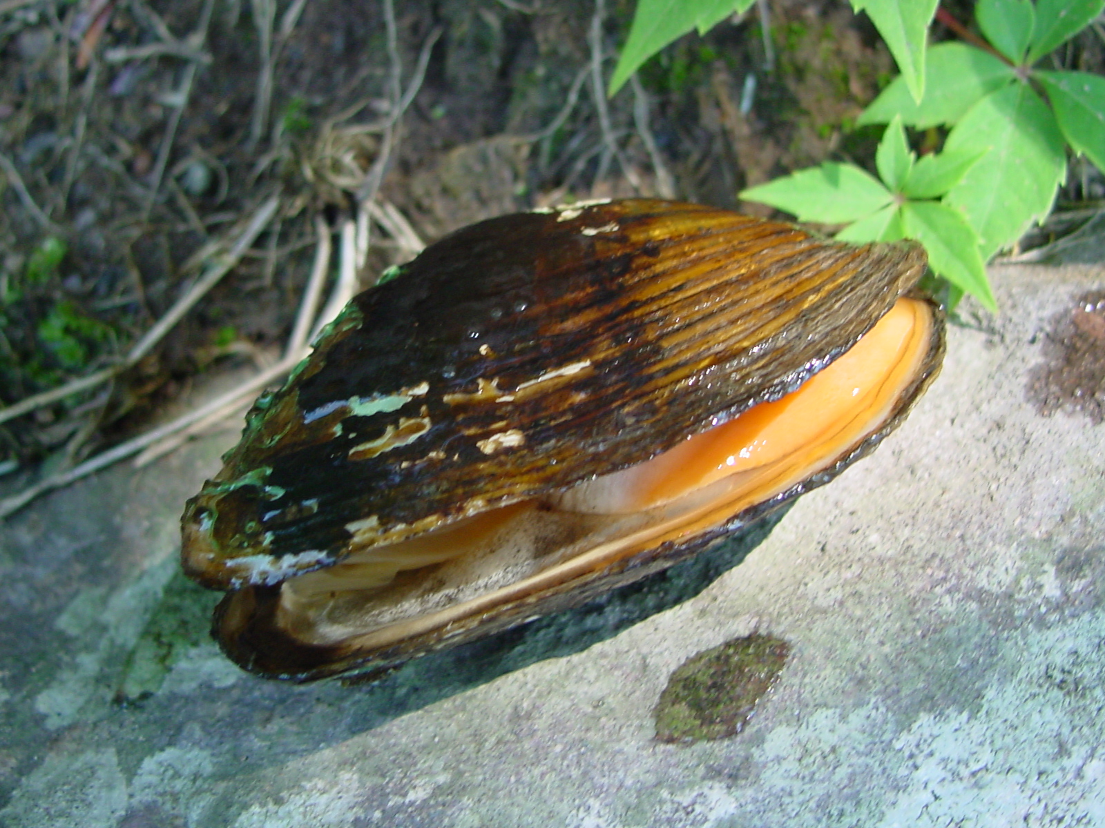 A conservation easement on the Walling property protects water quality for the federally-endangered dwarf wedge mussel