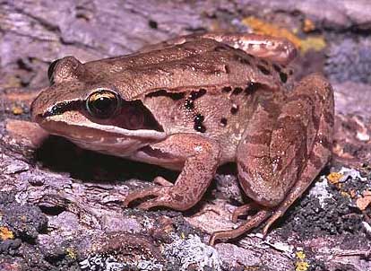 Wood frog or "croaker"