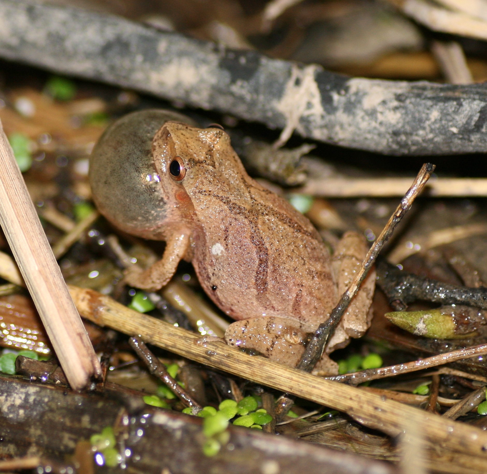 A male spring peeper enlarges his vocal sac to call for a female