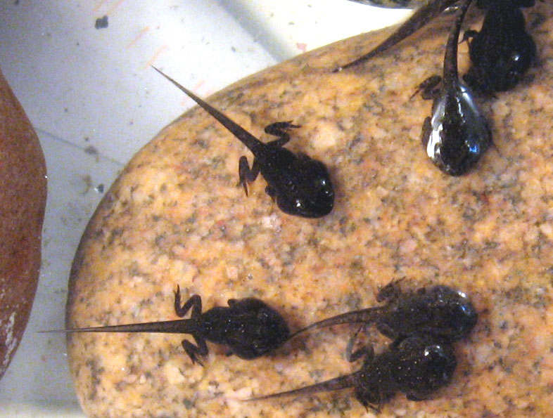 These spring peeper tadpoles are almost ready to emerge as frogs