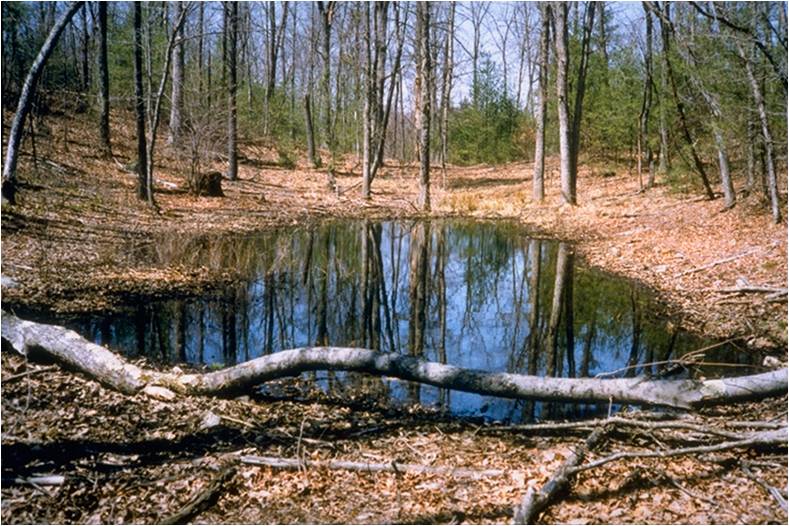 Vernal pools are excellent habitat for breeding amphibians like the wood frog and spring peeper.
