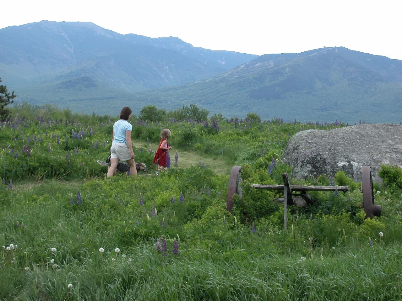 The Lupine Field on Sunset Hill in Sugar Hill, one of our first conservation projects. 