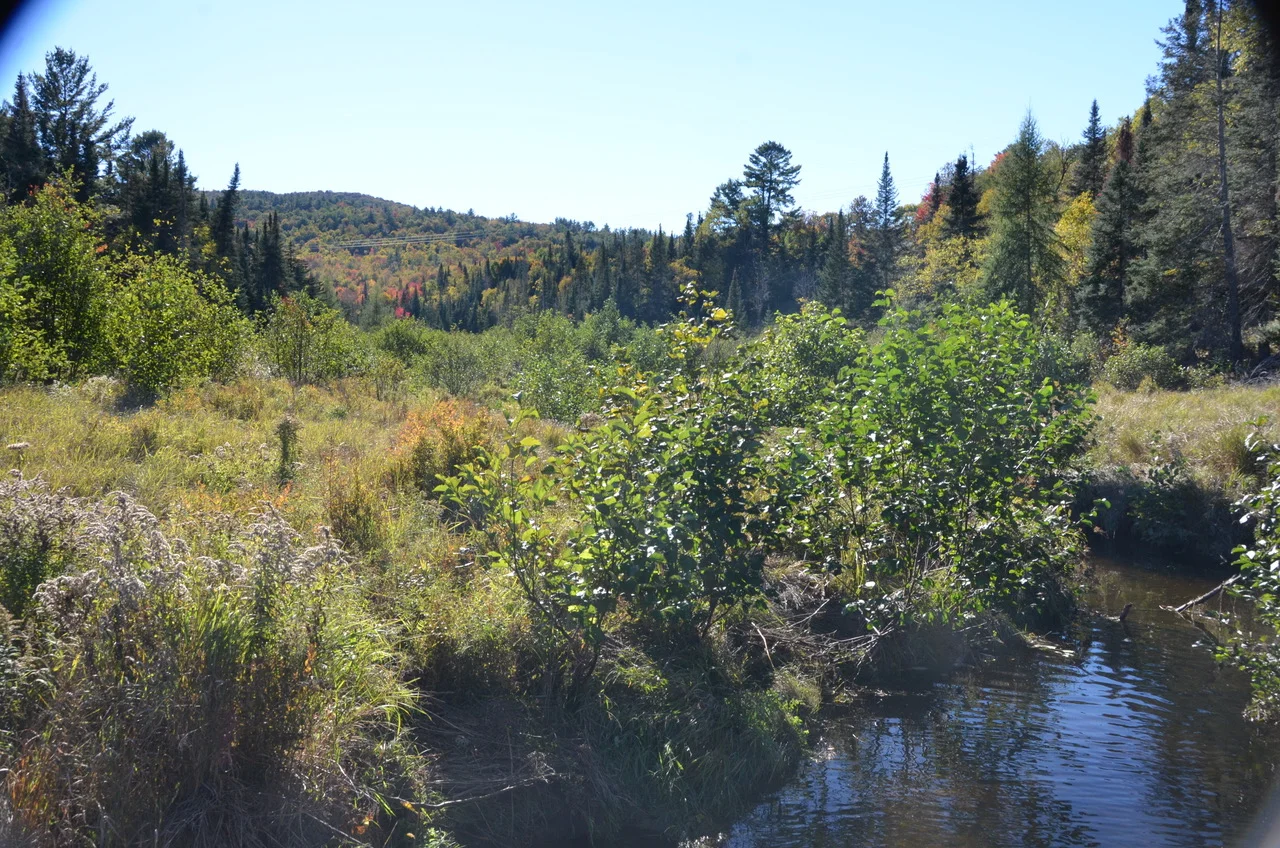Good for Fish, Bats, and People: Land Conserved in Sugar Hill