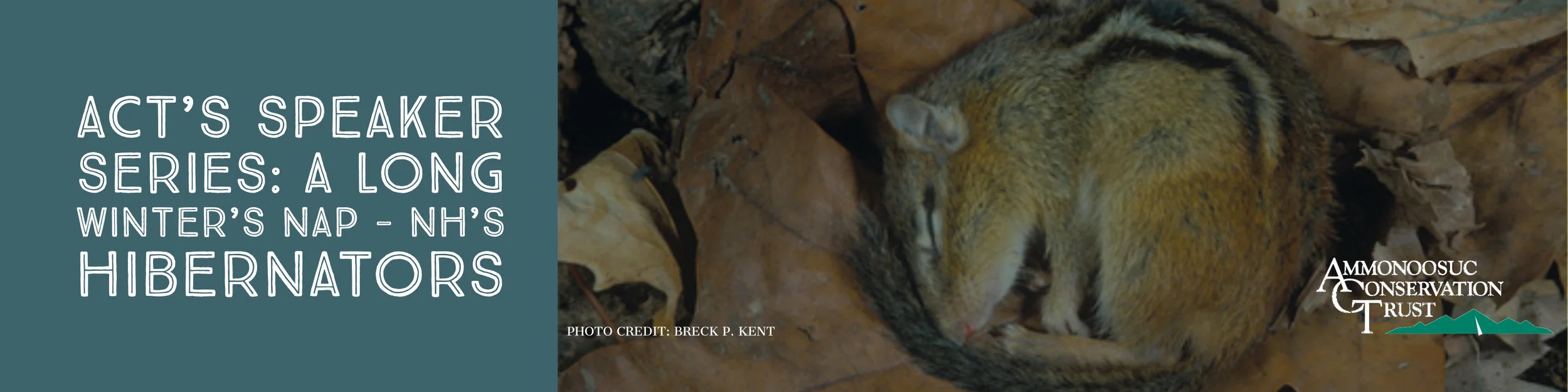 A Long Winter’s Nap - NH’s Furry Hibernators