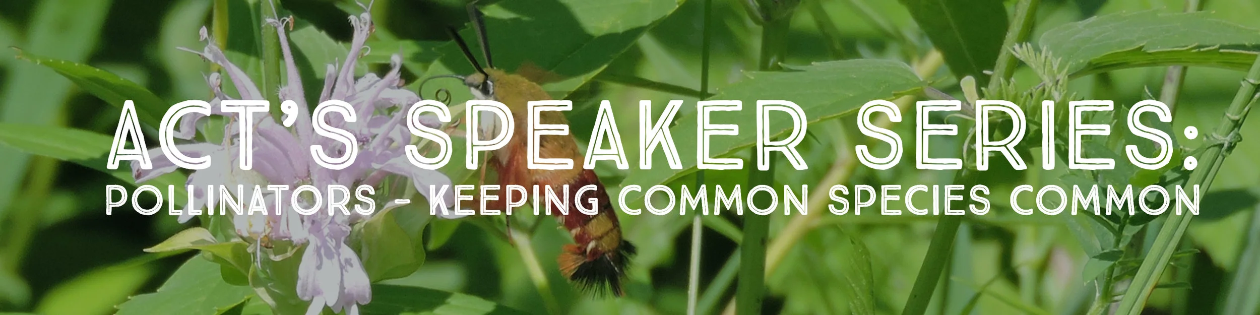 Pollinators - Keeping Common Species Common