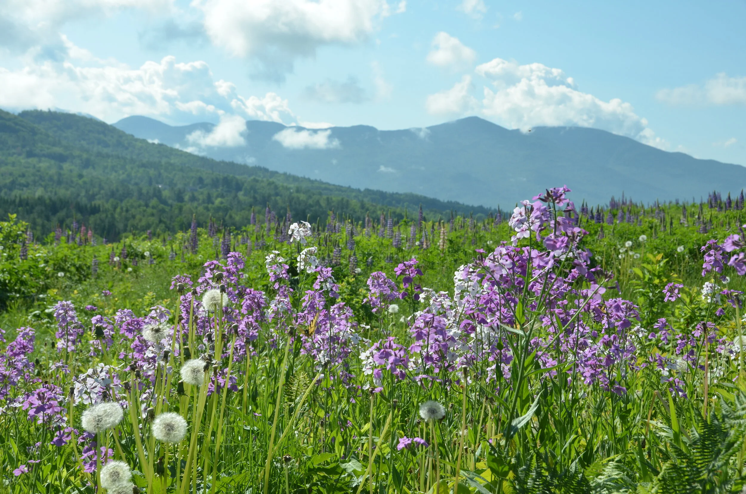 ACT's Executive Director Search Begins