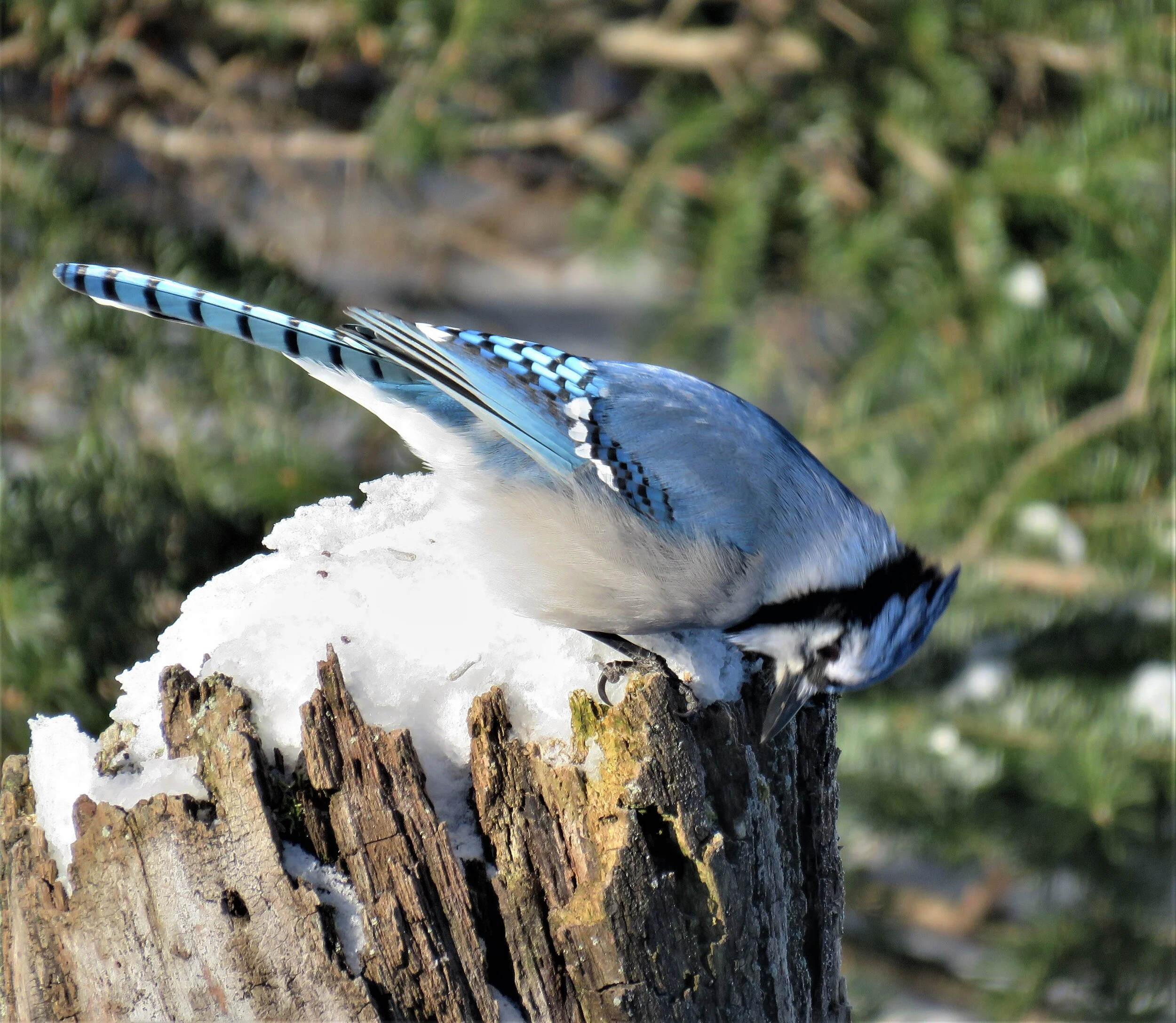 Phenological Phacts and Photos with Carl Martland