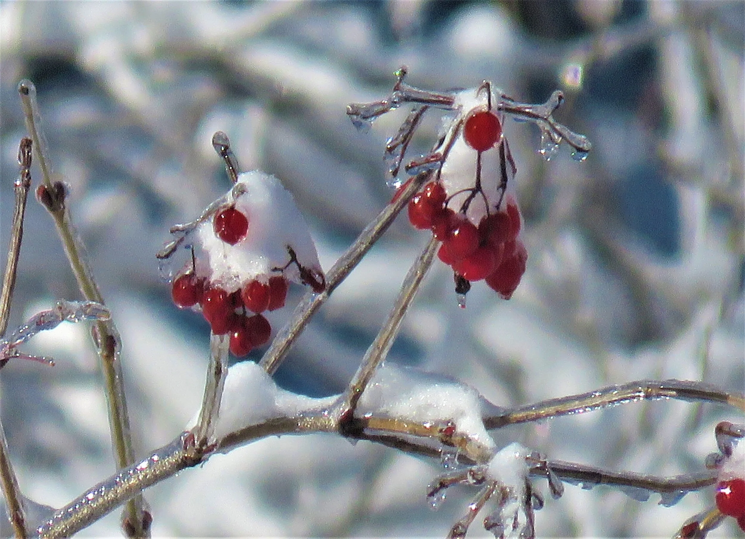 Phenological Phacts and Photos with Carl Martland / Feb 2021