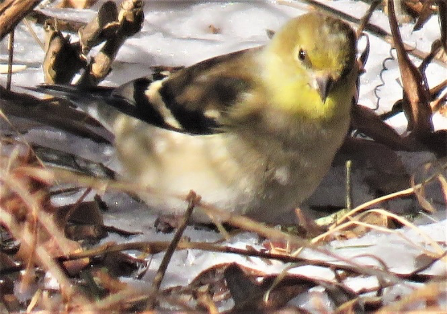 Phenological Phacts and Photos with Carl Martland / Mar 2021