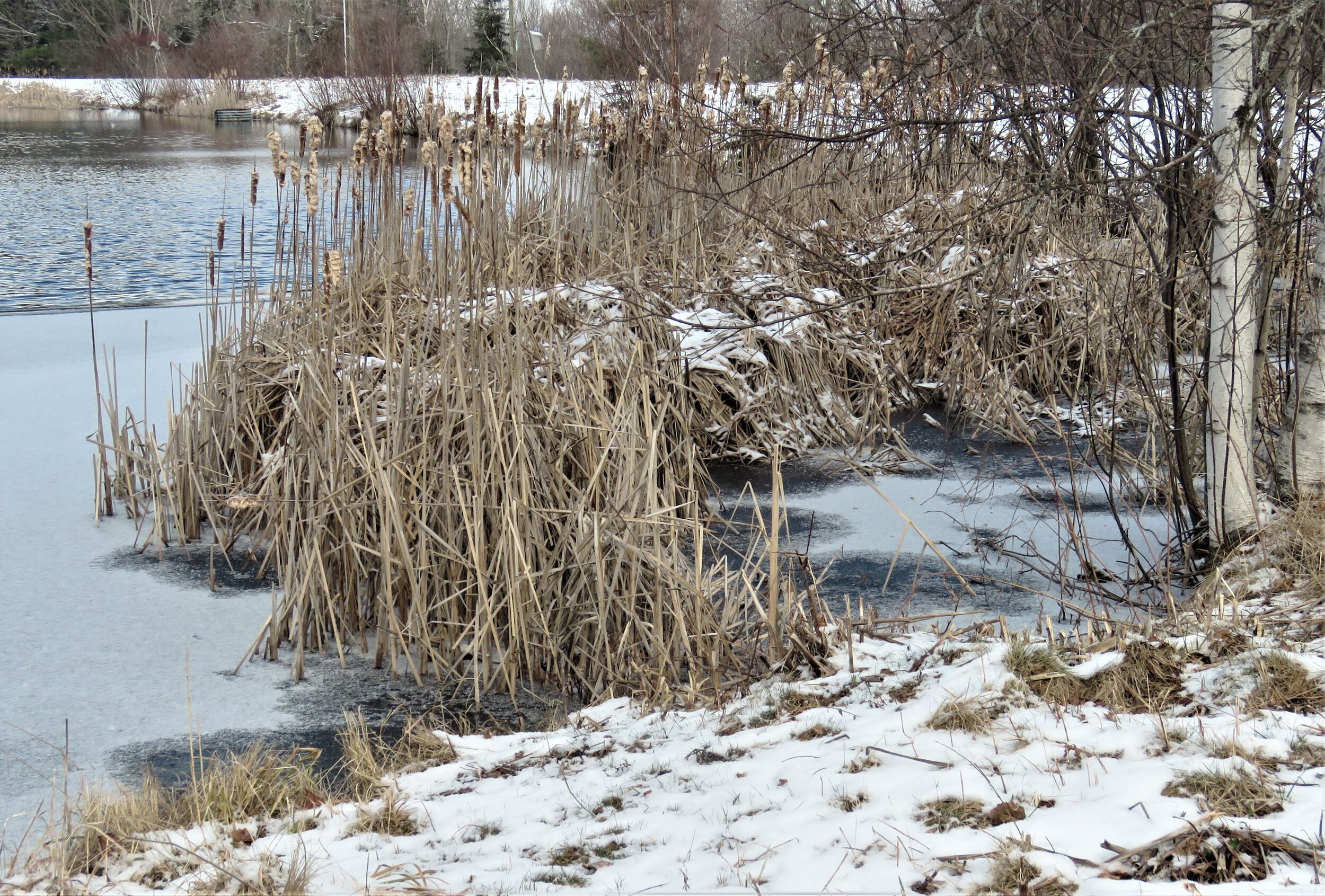 Phenological Phacts and Photos with Carl Martland / May 2021