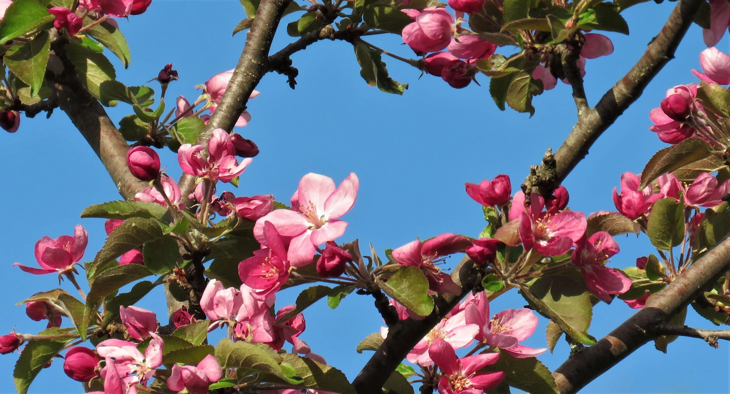 Phenological Phacts and Photos with Carl Martland / June 2021