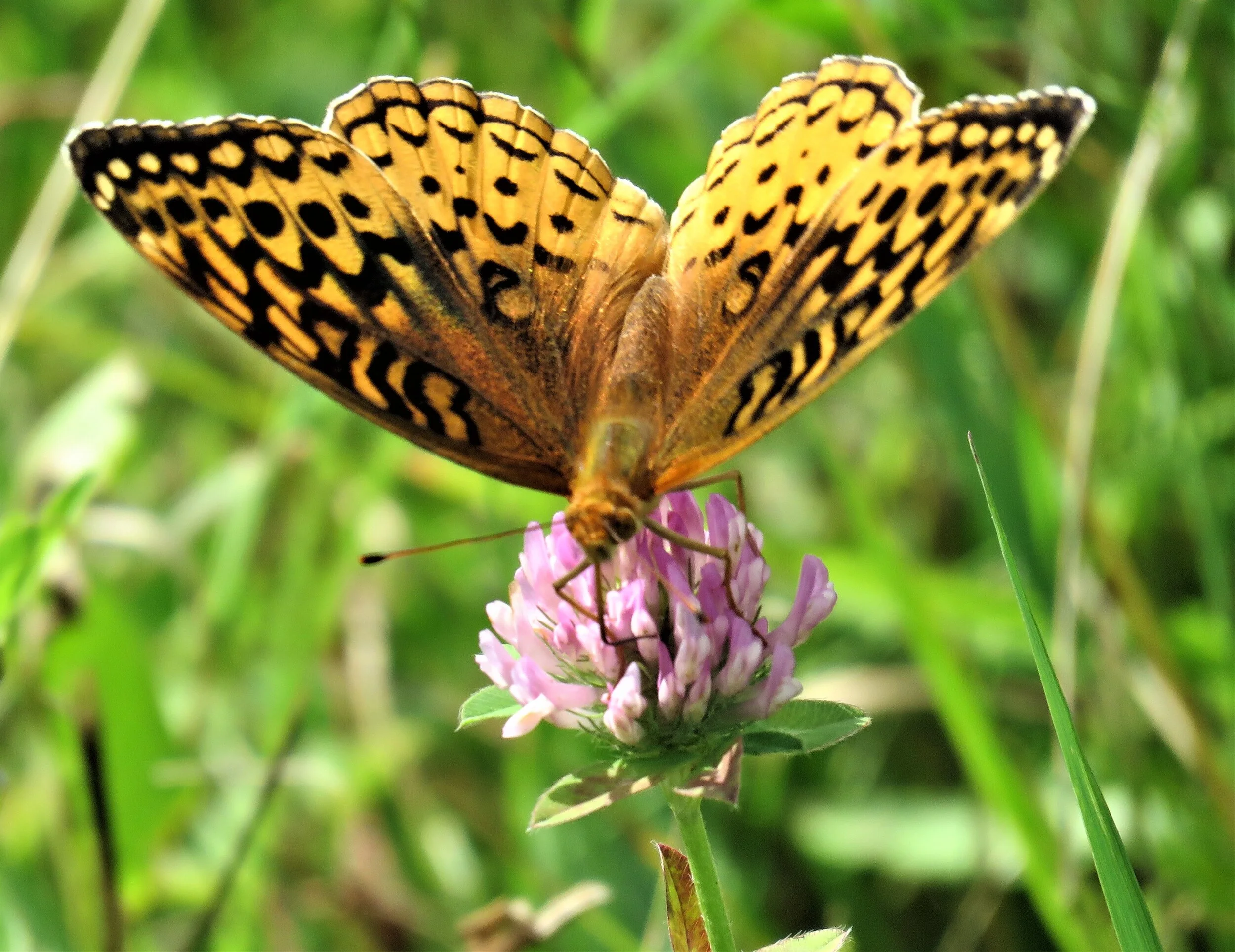 Phenological Phacts and Photos with Carl Martland / July 2021