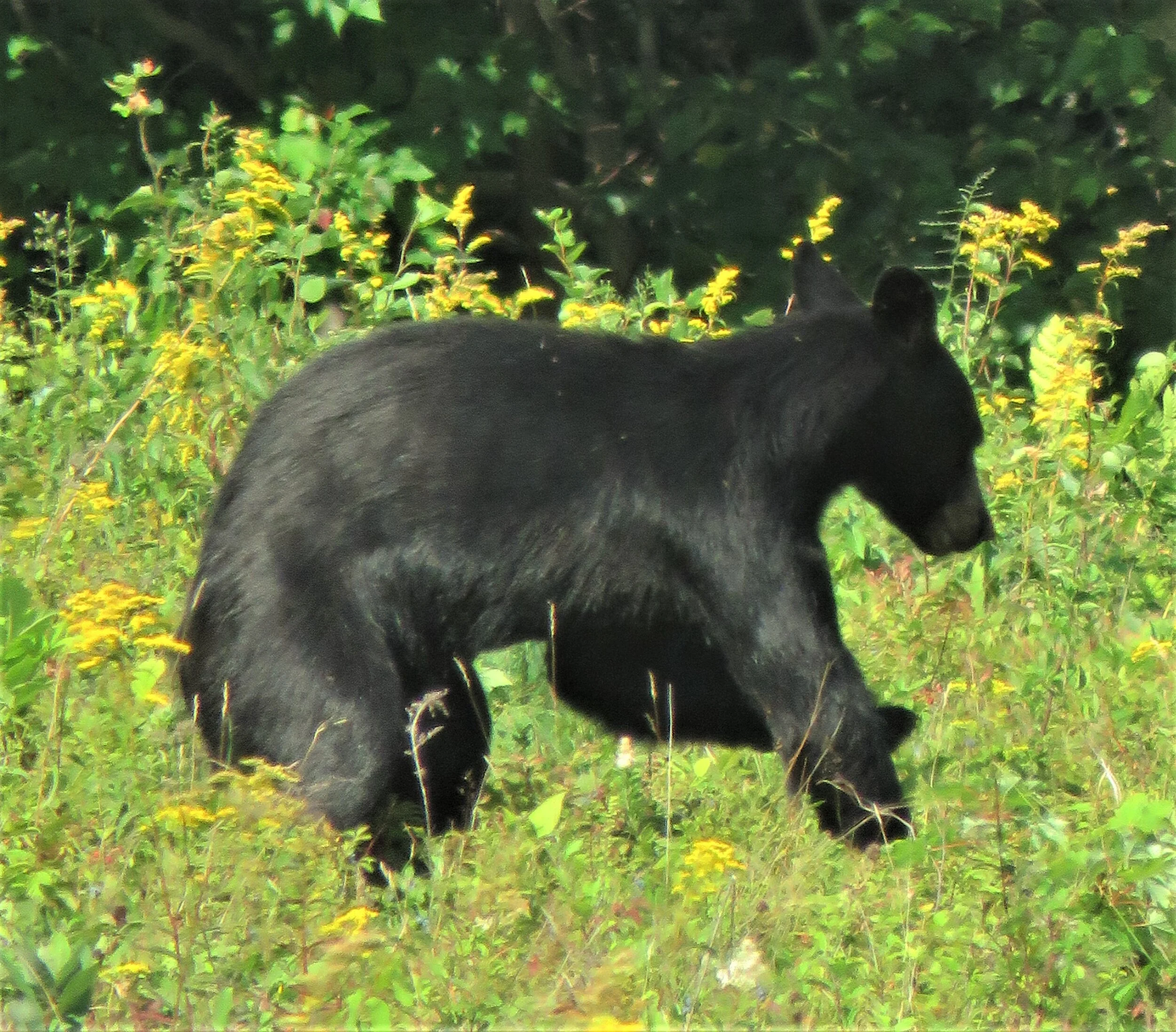 Phenological Phacts and Photos with Carl Martland / August 2021