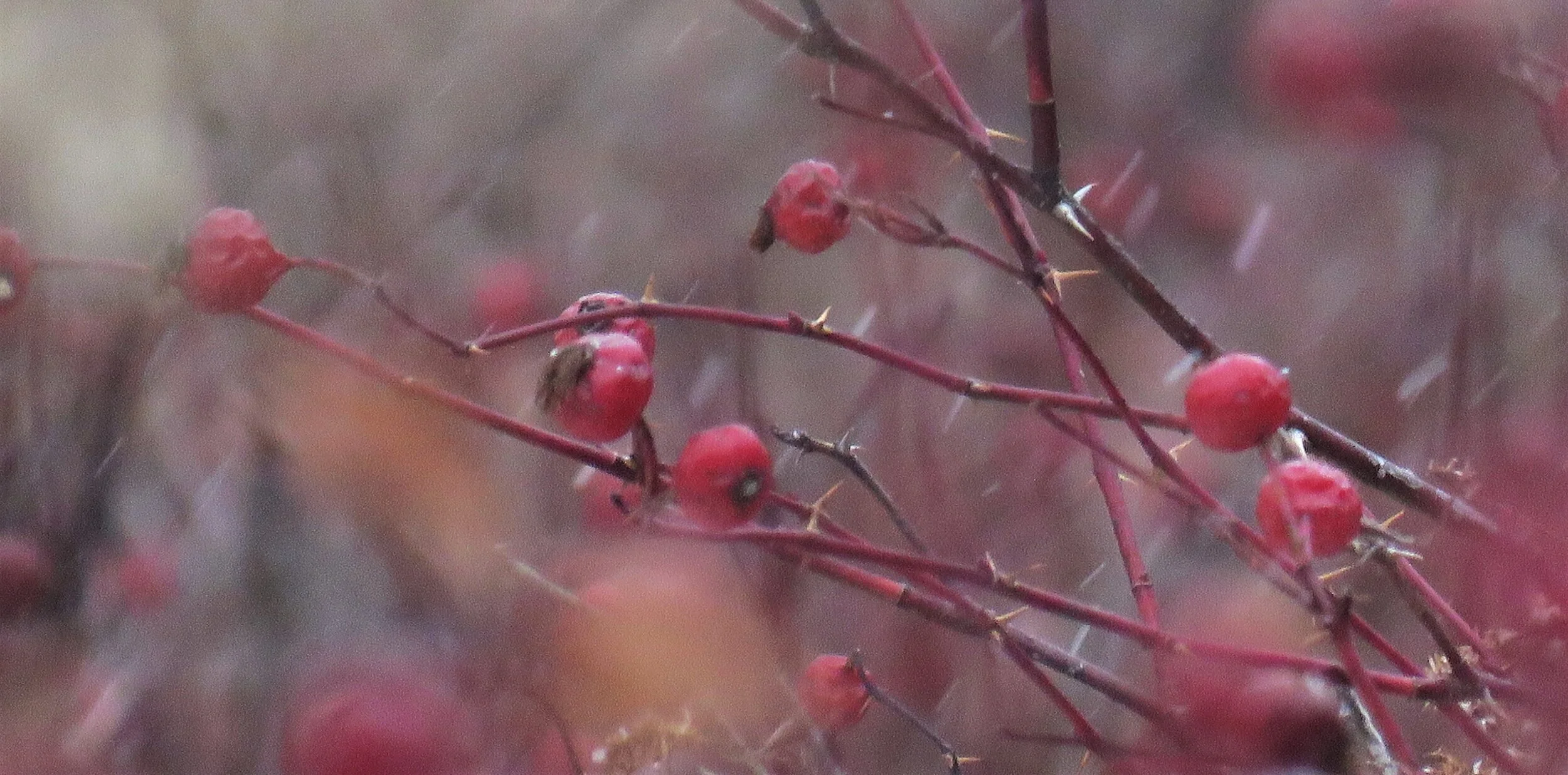 Phenological Phacts and Photos with Carl Martland / October 2021