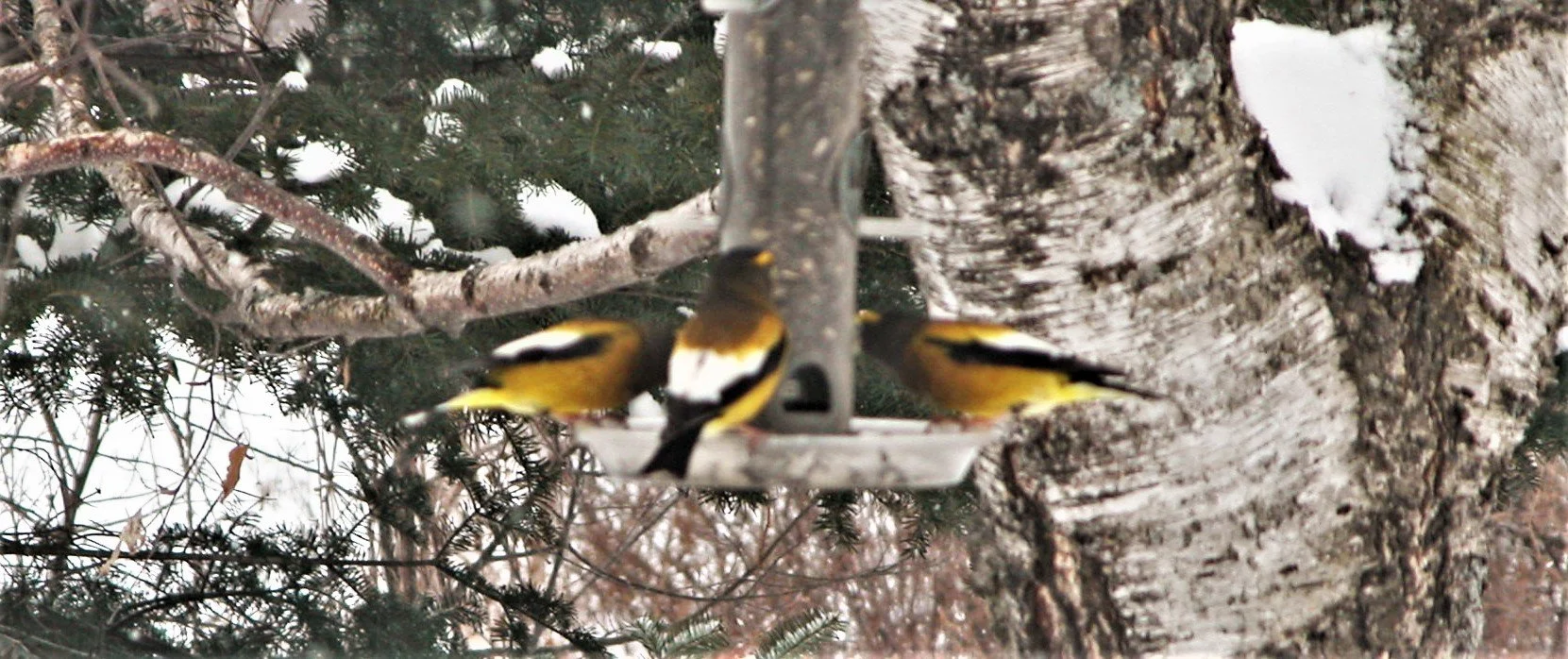 Phenological Phacts and Photos with Carl Martland / February 2022