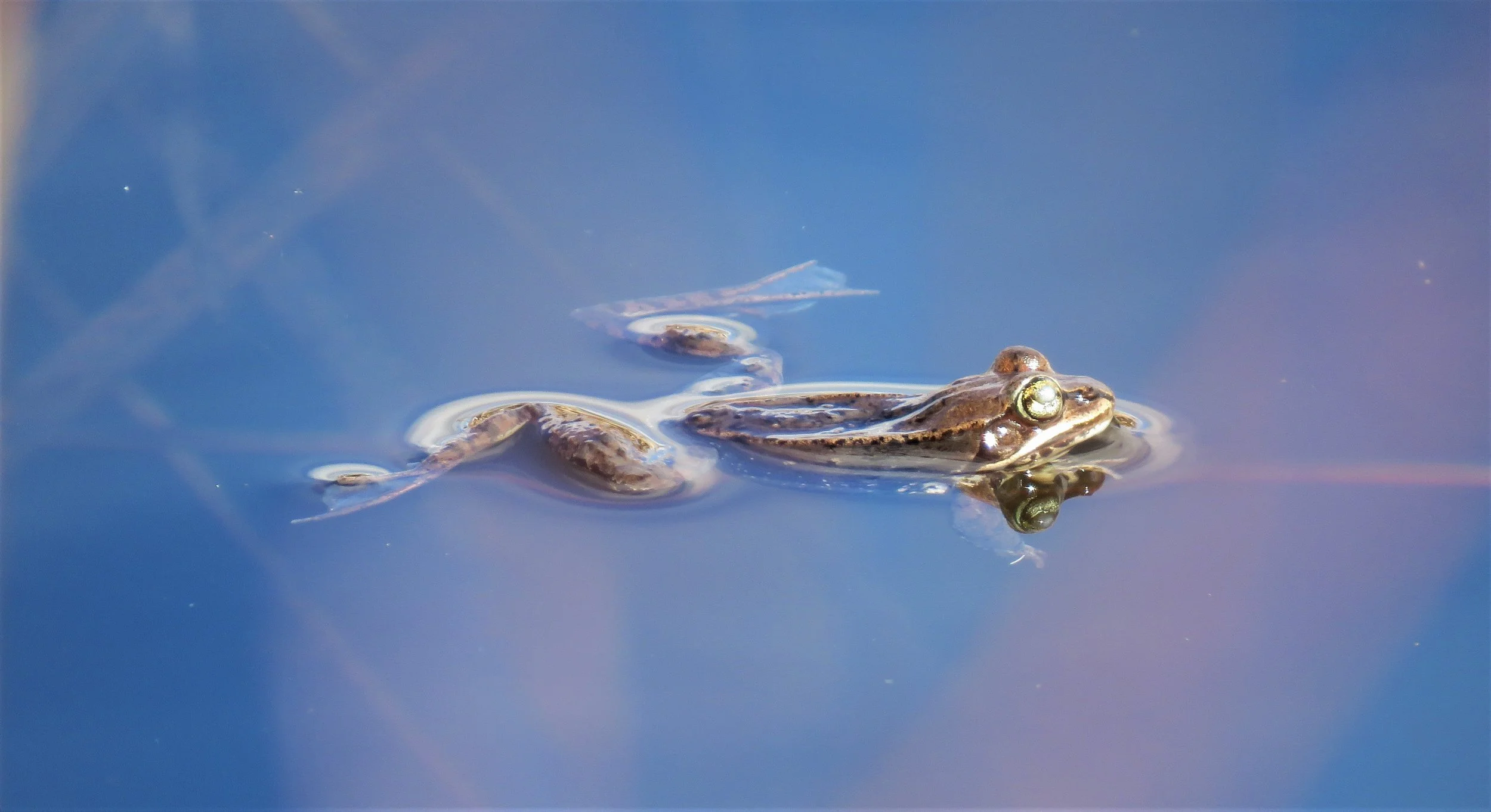 Phenological Phacts and Photos w/ Carl Martland / April 2022