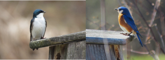 Phenological Phacts and Photos w/ Carl Martland / May 2022