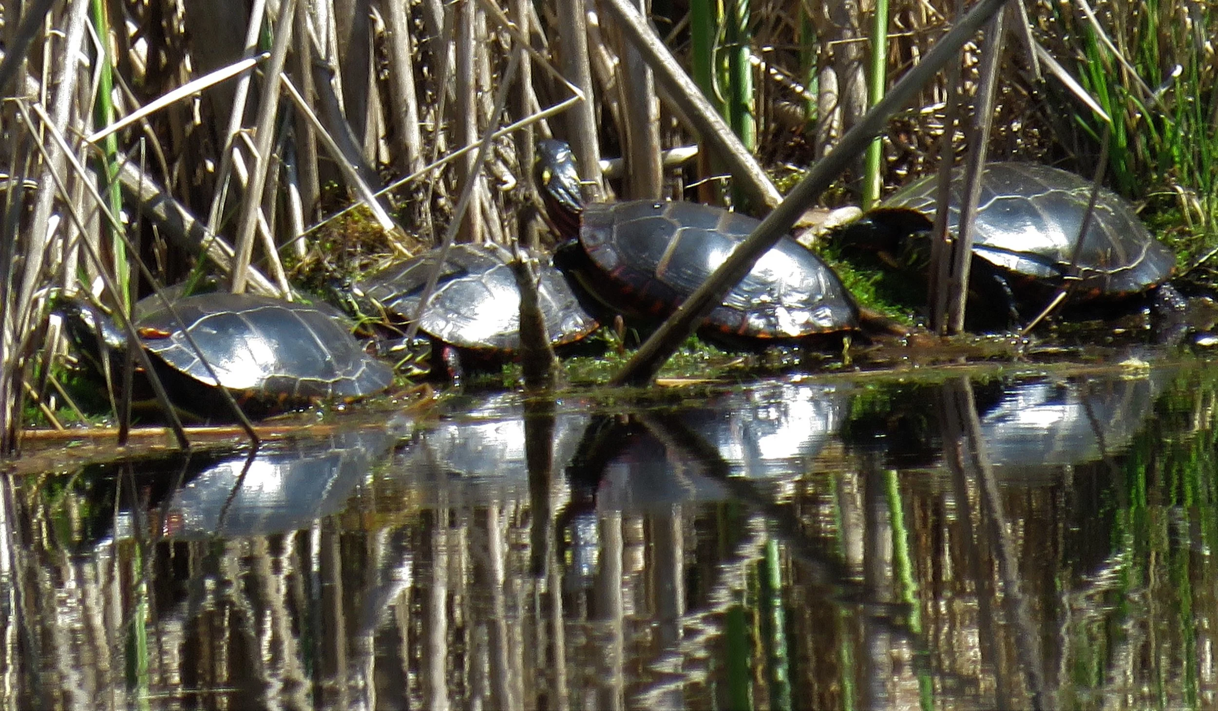 Phenological Phacts and Photos w/ Carl Martland / June 2022