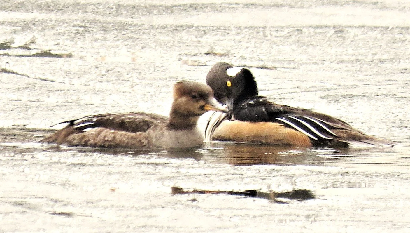 Phenological Phacts and Photos w/ Carl Martland / July 2022