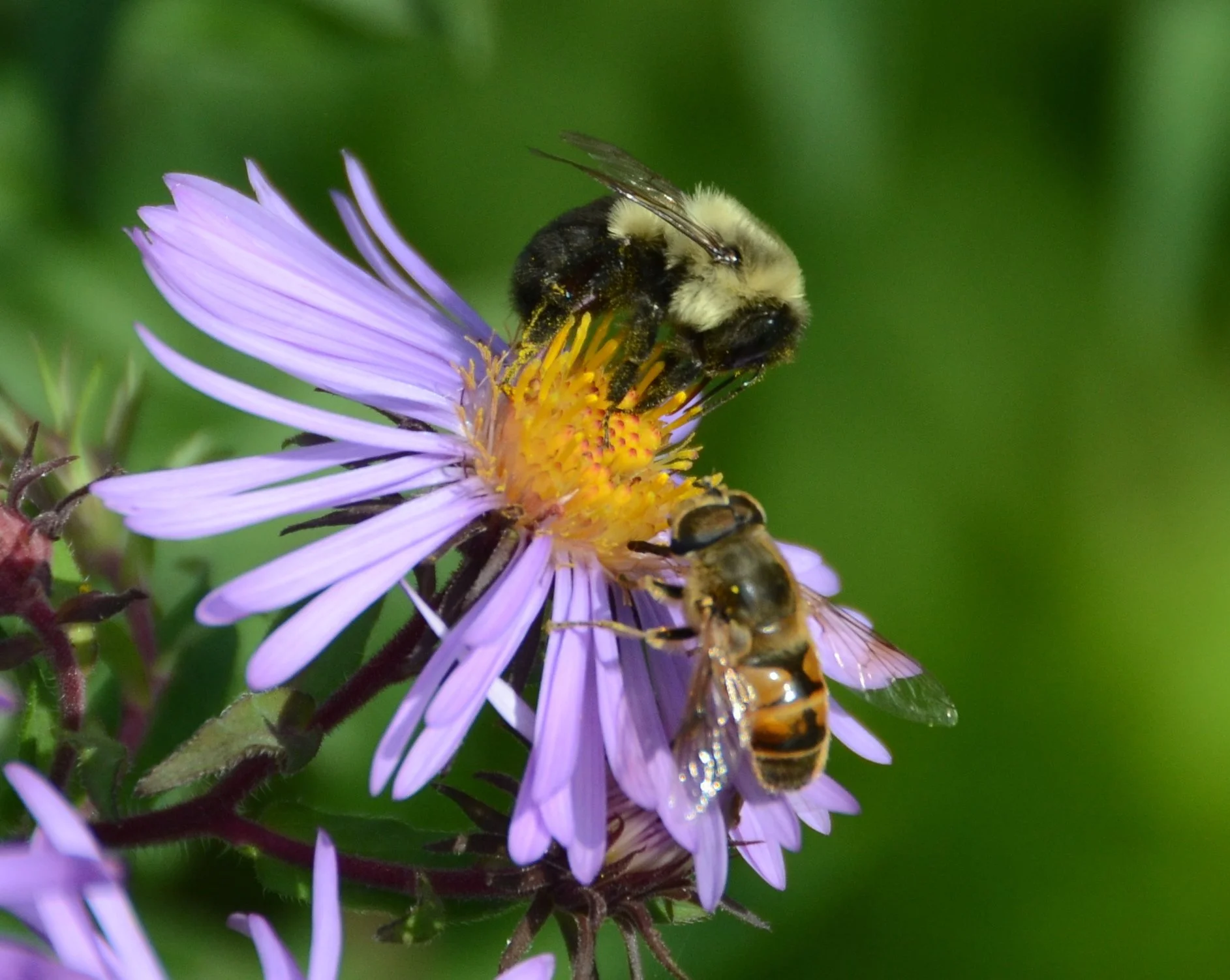 Renewal of ACT’s National Land Trust Accreditation: Comment Period Now Open