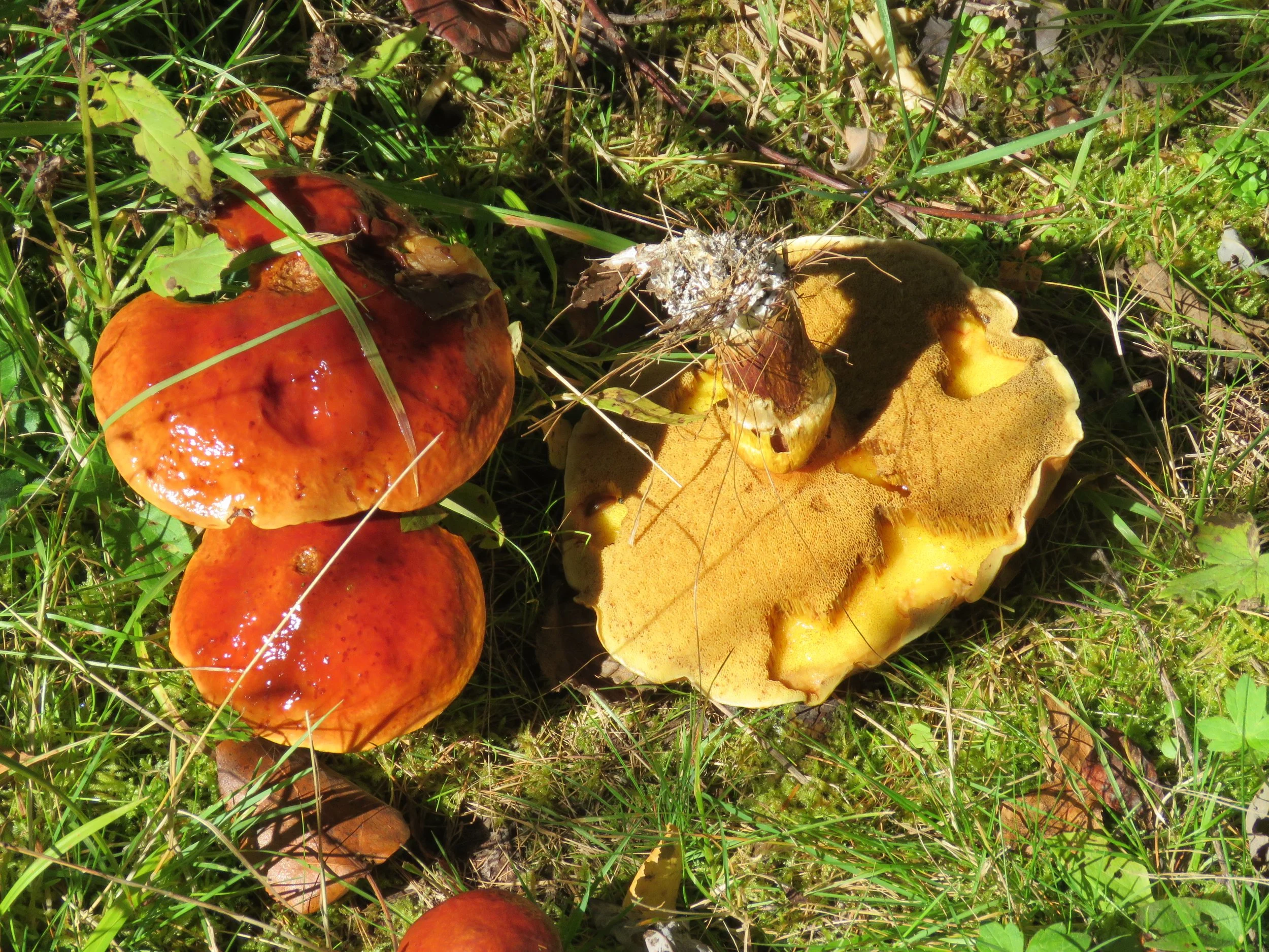 Phenological Phacts and Photos w/ Carl Martland / October 2022