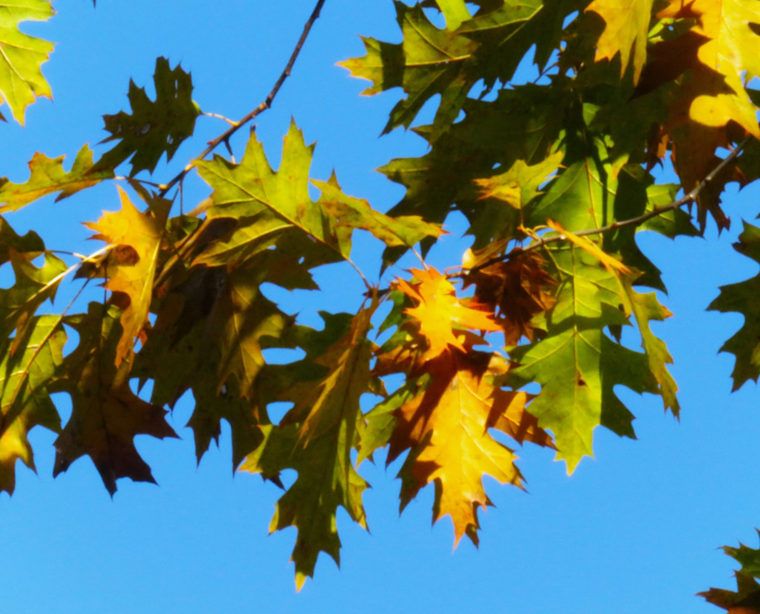 Phenological Phacts and Photos w/ Carl Martland / November 2022