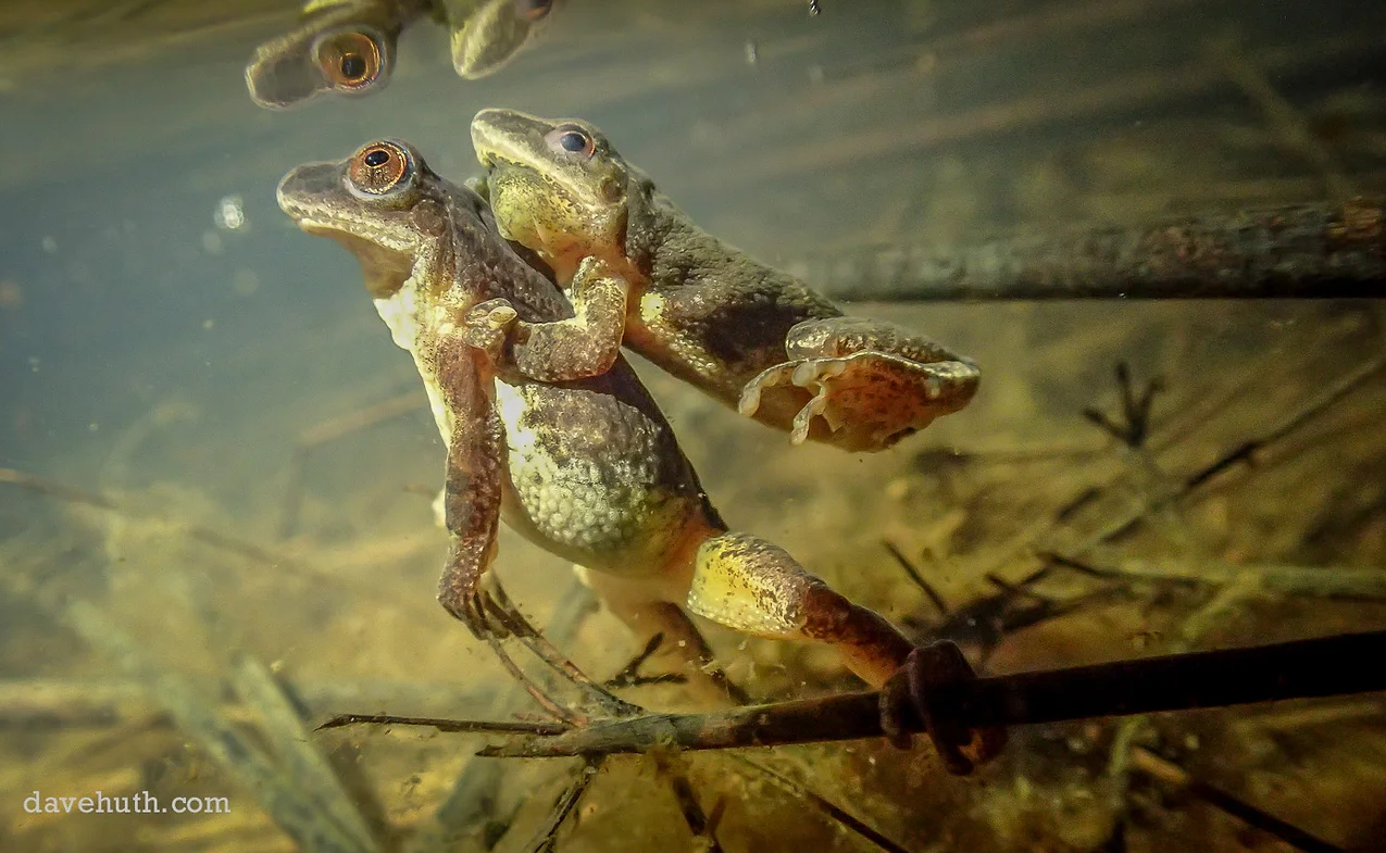 Vernal Pools & the Amphibians Who Call Them Home: A Walk w/PSU's Rachelle Lyons & Students