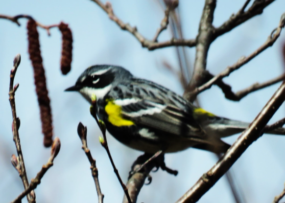 Phenological Phacts and Photos w/ Carl Martland / May 2023