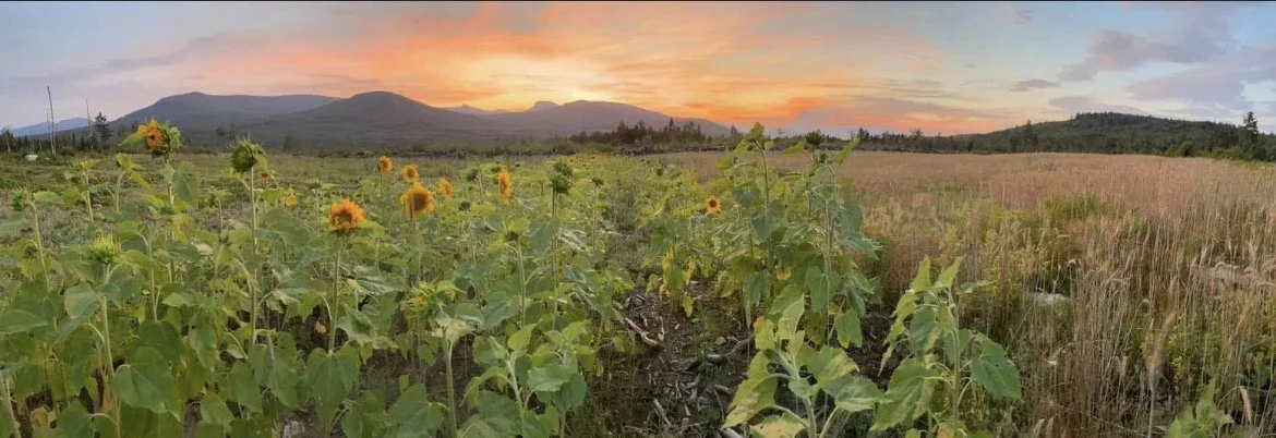 Dawn M- sunflower.jpeg