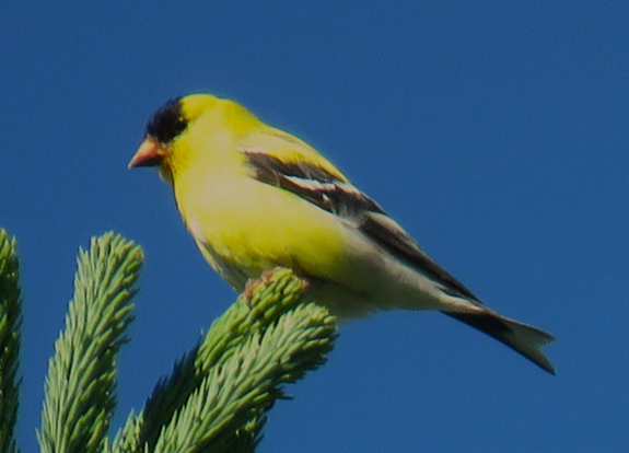 Bird Photo Booth: Take pics as birds feast on seeds