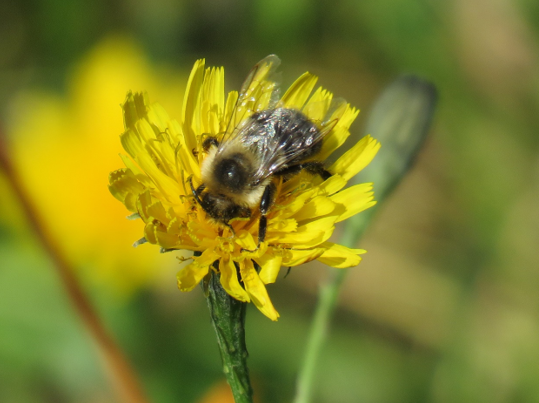 Phenological Phacts and Photos w/ Carl Martland / September 2023  