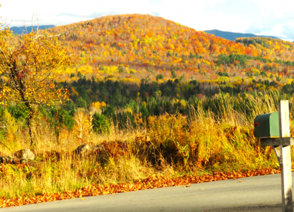 Phenological Phacts and Photos w/ Carl Martland / October 2023