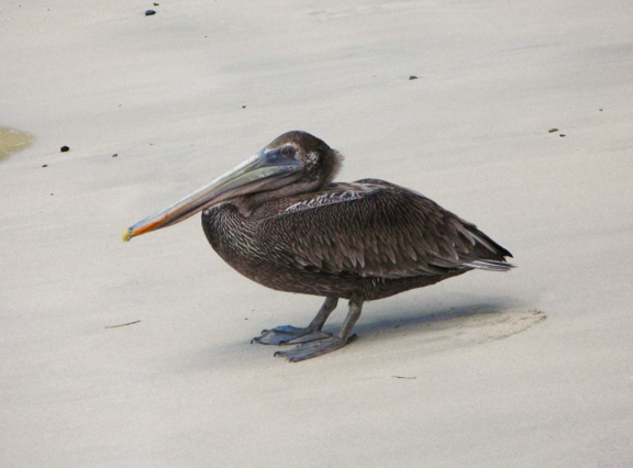 Phenological Phacts and Photos w/ Carl Martland / January 2024