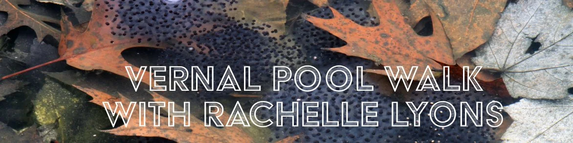Vernal Pool Interpretive Walk With Rachelle Lyons