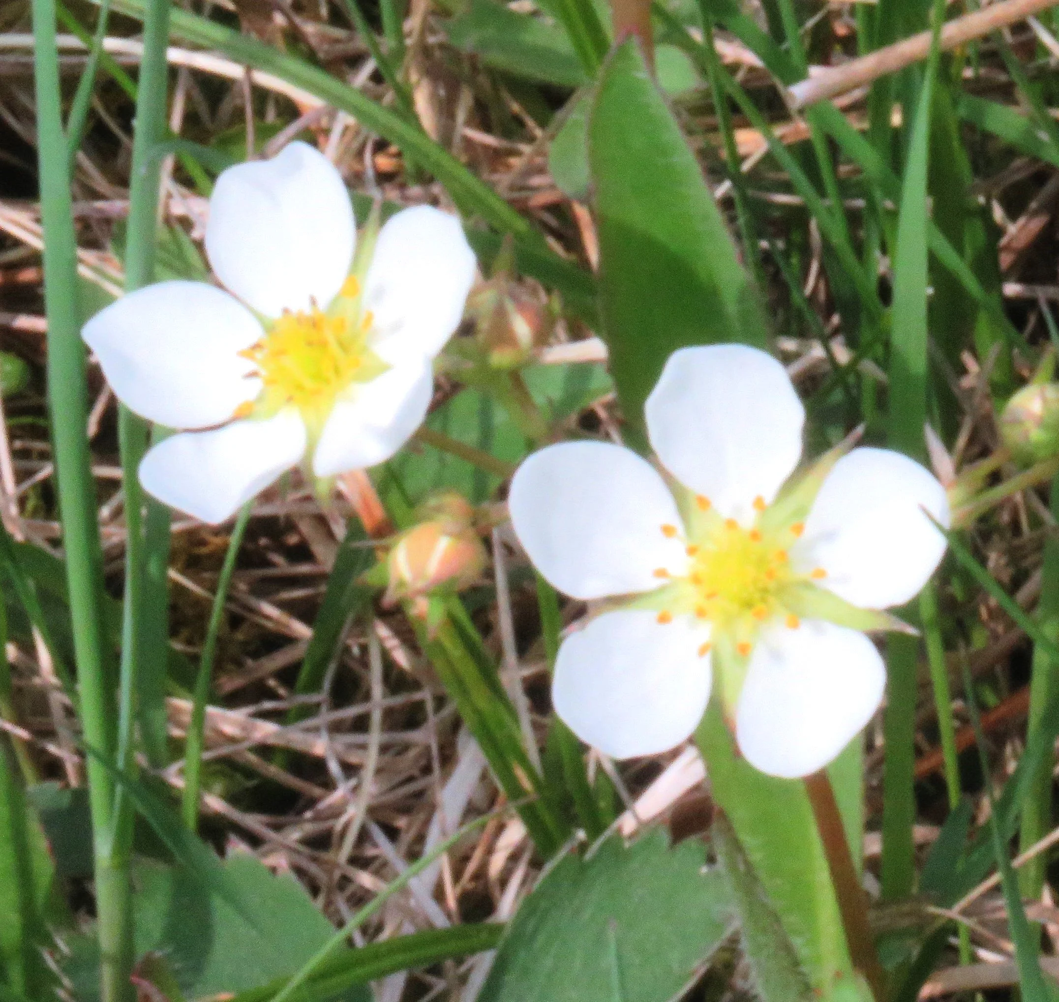    May 13, 2025.&nbsp; Wild strawberries are the first blooms to be seen along the dam.   